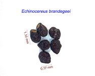 Echinocereus brandegeei.jpg